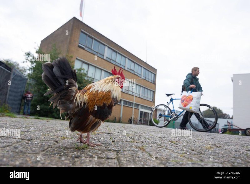 Chicken road spielen, chicken road deutschland
